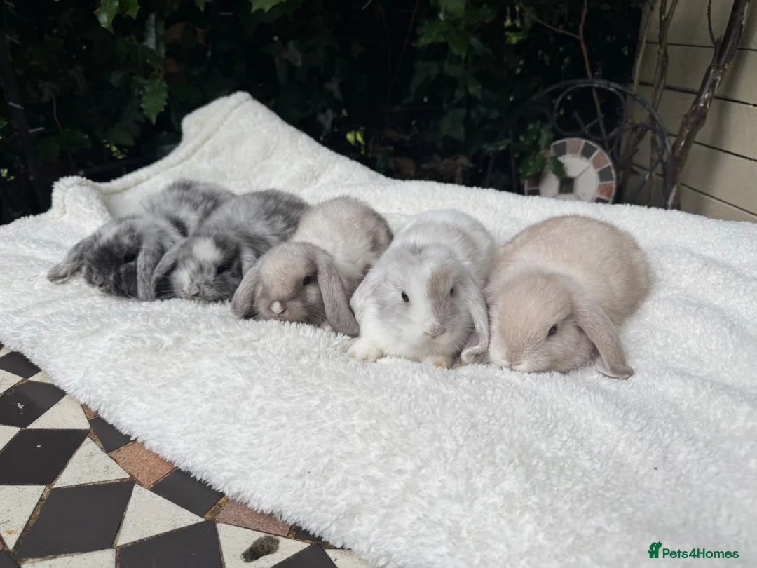 Mini Lop rabbits for sale: Pedigree mini lops  - Advert 1