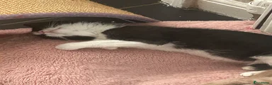 Mixed Breed 2