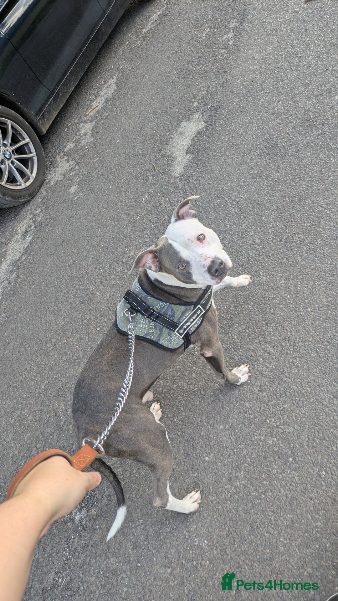 Staffordshire Bull Terrier dogs for sale: Reggie - Image 3