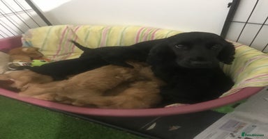 Cockapoo dogs - Advert 6