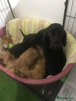 Cockapoo dogs - Advert 6