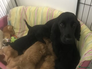 Cockapoo dogs - Advert 24