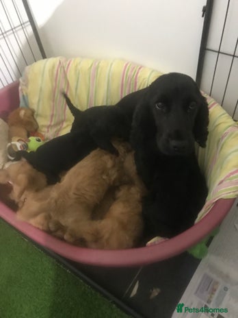 Cockapoo dogs - Advert 7