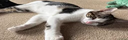 Domestic Shorthair cats for sale: 3 male kittens for sale - Advert 3