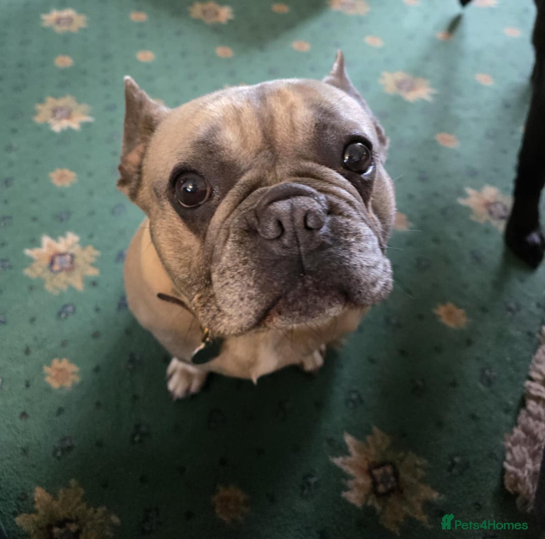 French Bulldog dogs for sale: Female French Bulldog - Advert 3