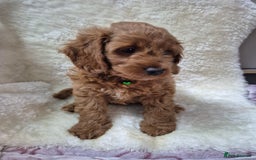 Cavapoo dogs for sale: WAITING LIST NOW OPEN FOR SUMMER 2026.  - Image 26