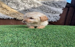 Goldendoodle dogs for sale: 4 beautiful golden doodle puppies ready to go!!!! - Image 13