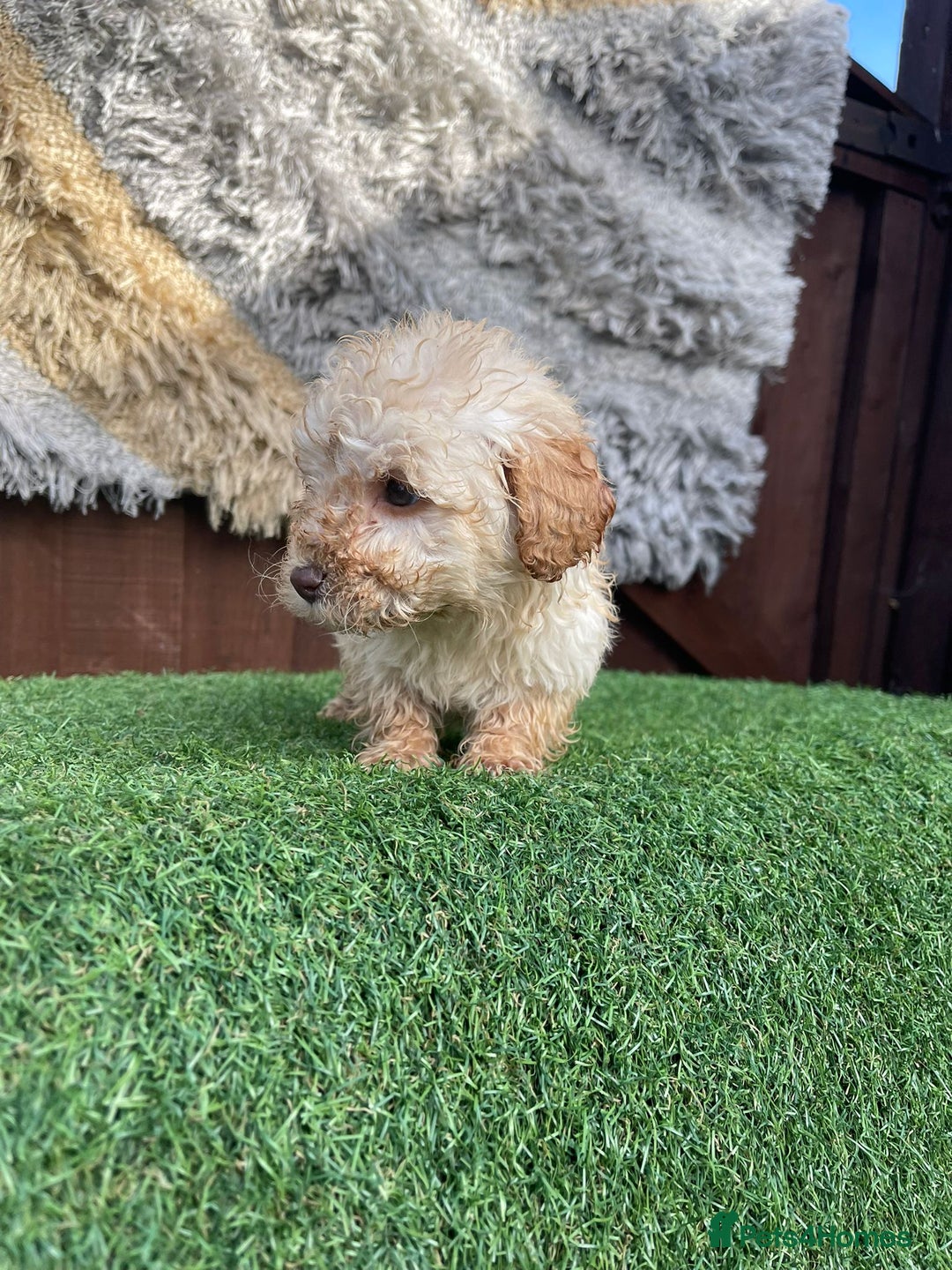 Goldendoodle dogs for sale: 4 beautiful golden doodle puppies ready to go!!!! - Image 13