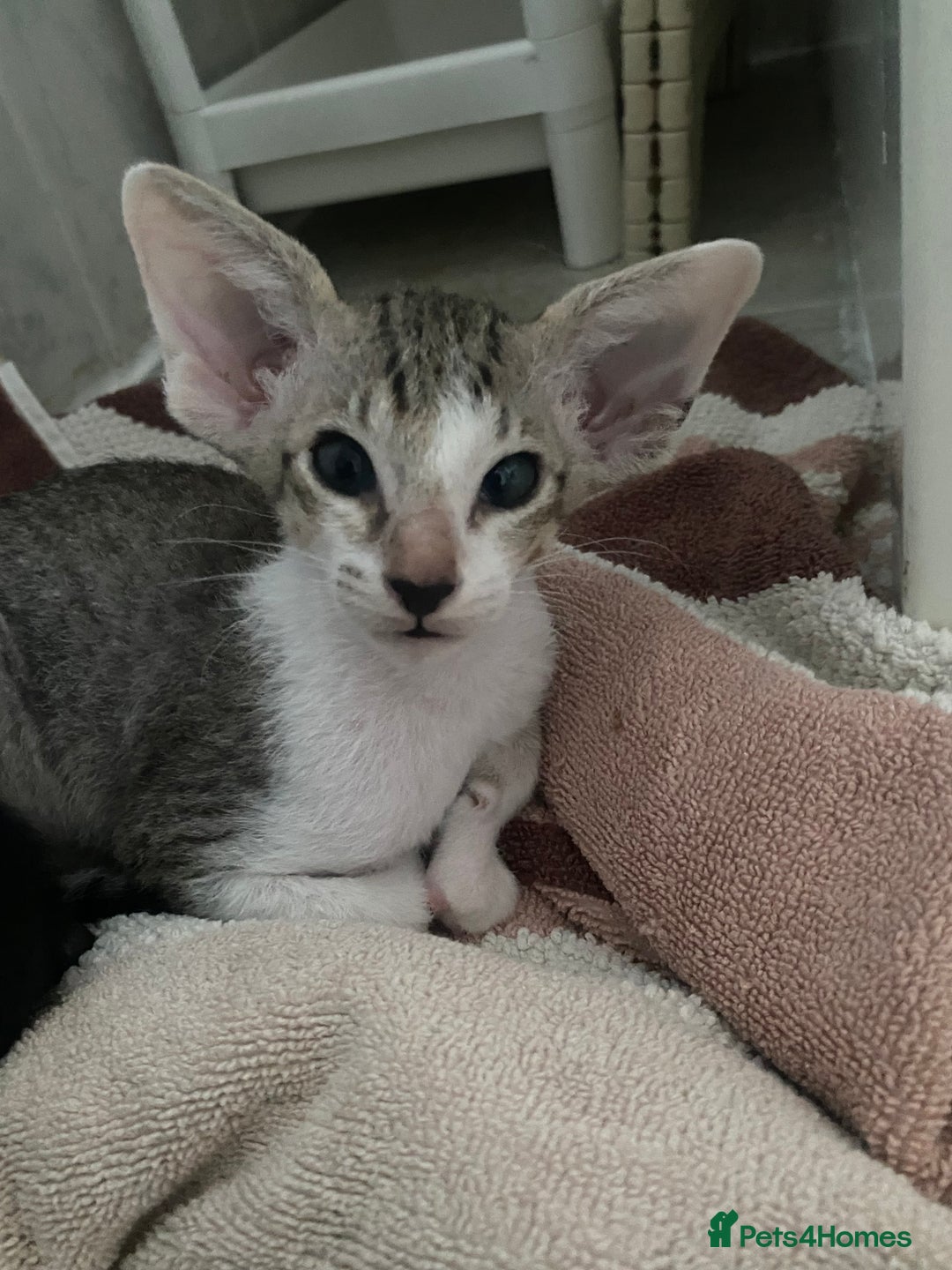 Oriental cats for sale: Beautiful Oriental Kittens for Sale - Advert 29