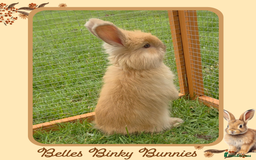 Angora rabbits for sale: 🧡 Only 1 Left 🧡 Pure Bred Angora Babies 🧡 - Image 2