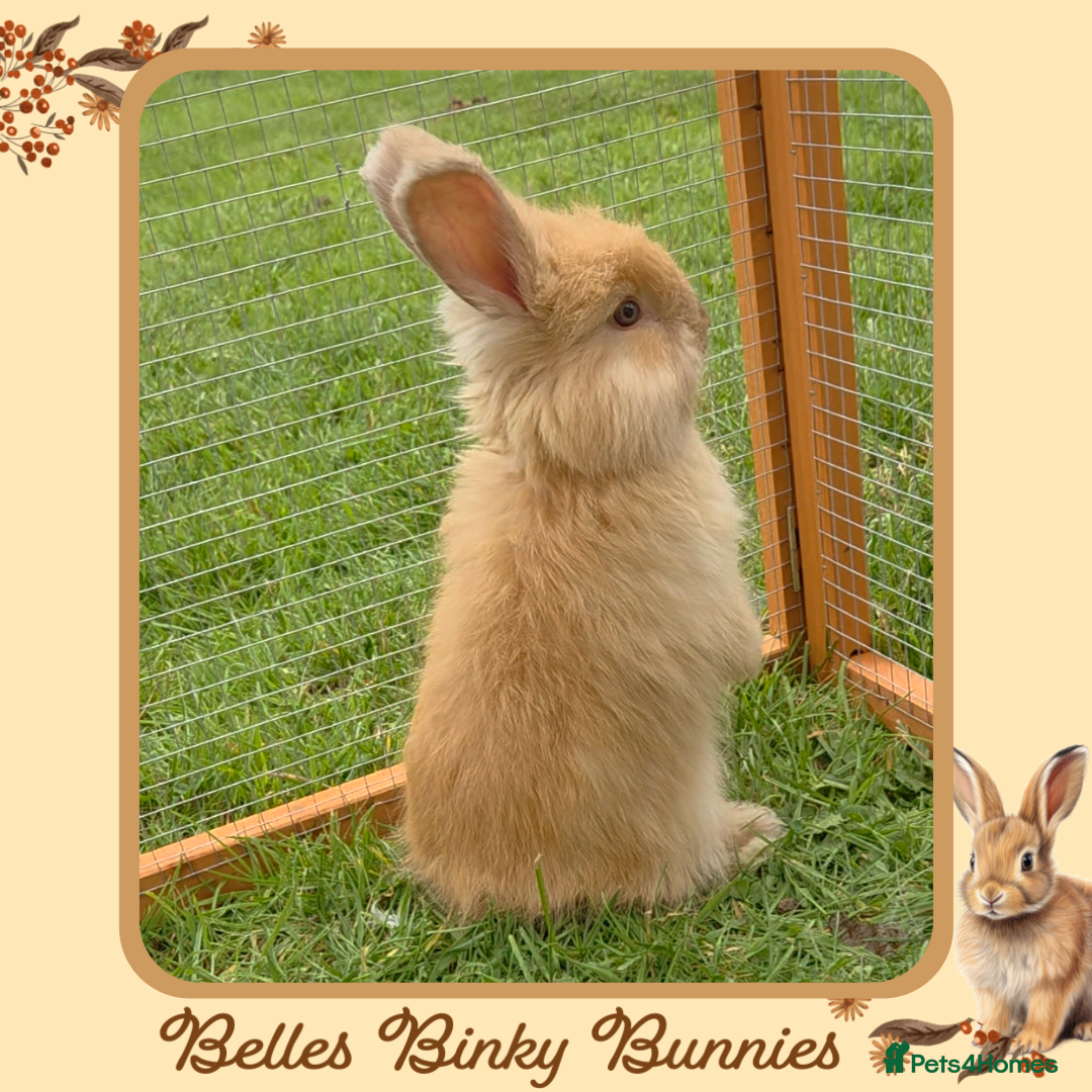 Angora rabbits for sale: 🧡 Only 1 Left 🧡 Pure Bred Angora Babies 🧡 - Image 2