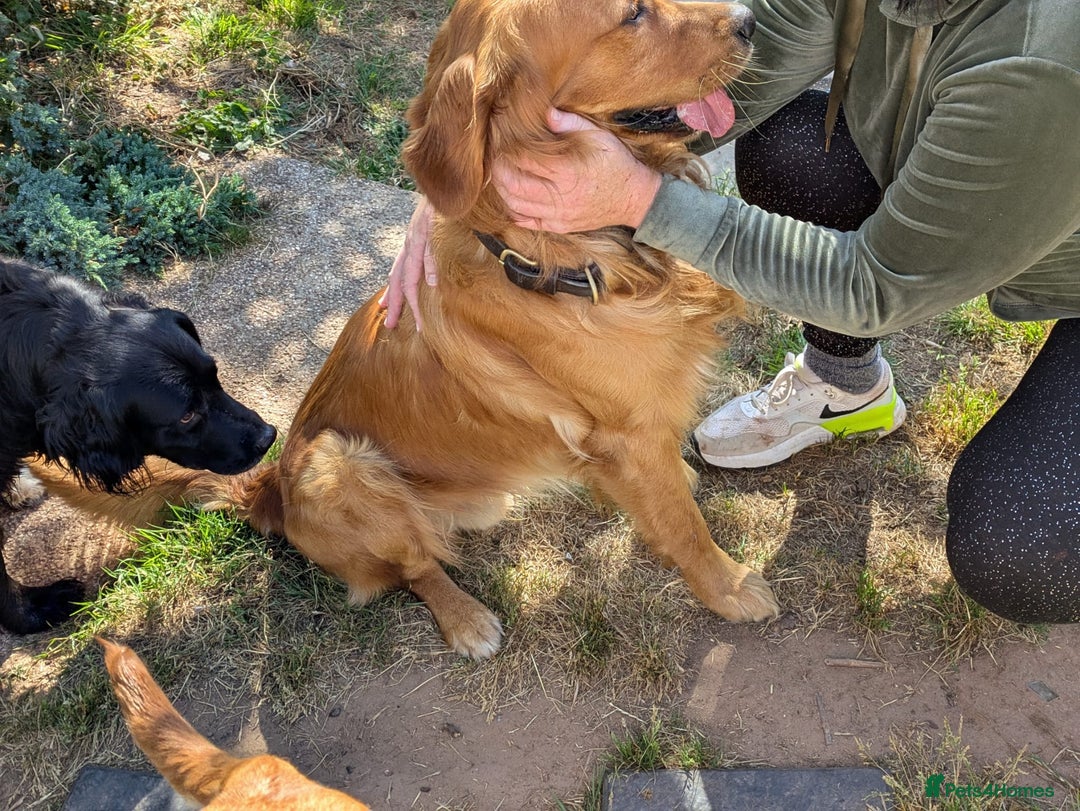 Golden Retriever dogs for stud: Fox red Golden retriever for stud, proven sire - Advert 3