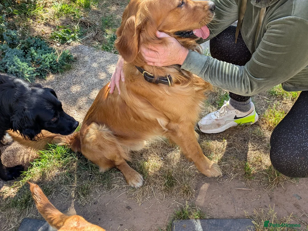 Golden Retriever dogs for stud: Fox red Golden retriever for stud, proven sire - Advert 3