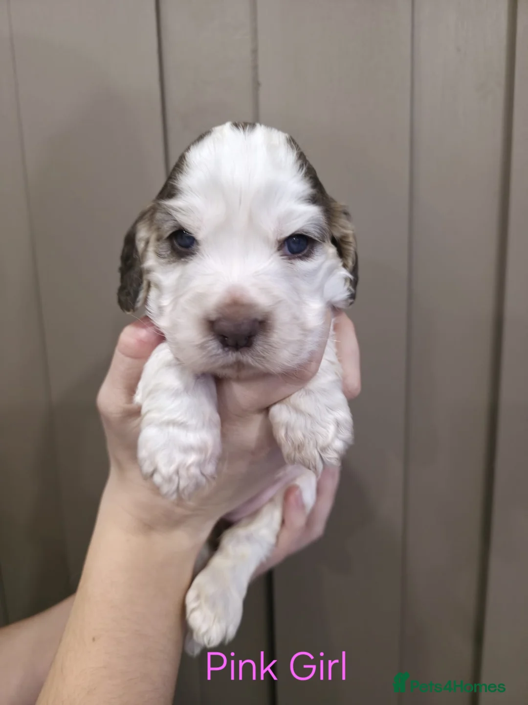 Cocker Spaniel dogs for sale: Show Type Cocker Spaniels Ready to leave now - Advert 17