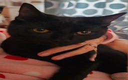 Mixed Breed cats for sale: Male and Female Kitten - Image 2