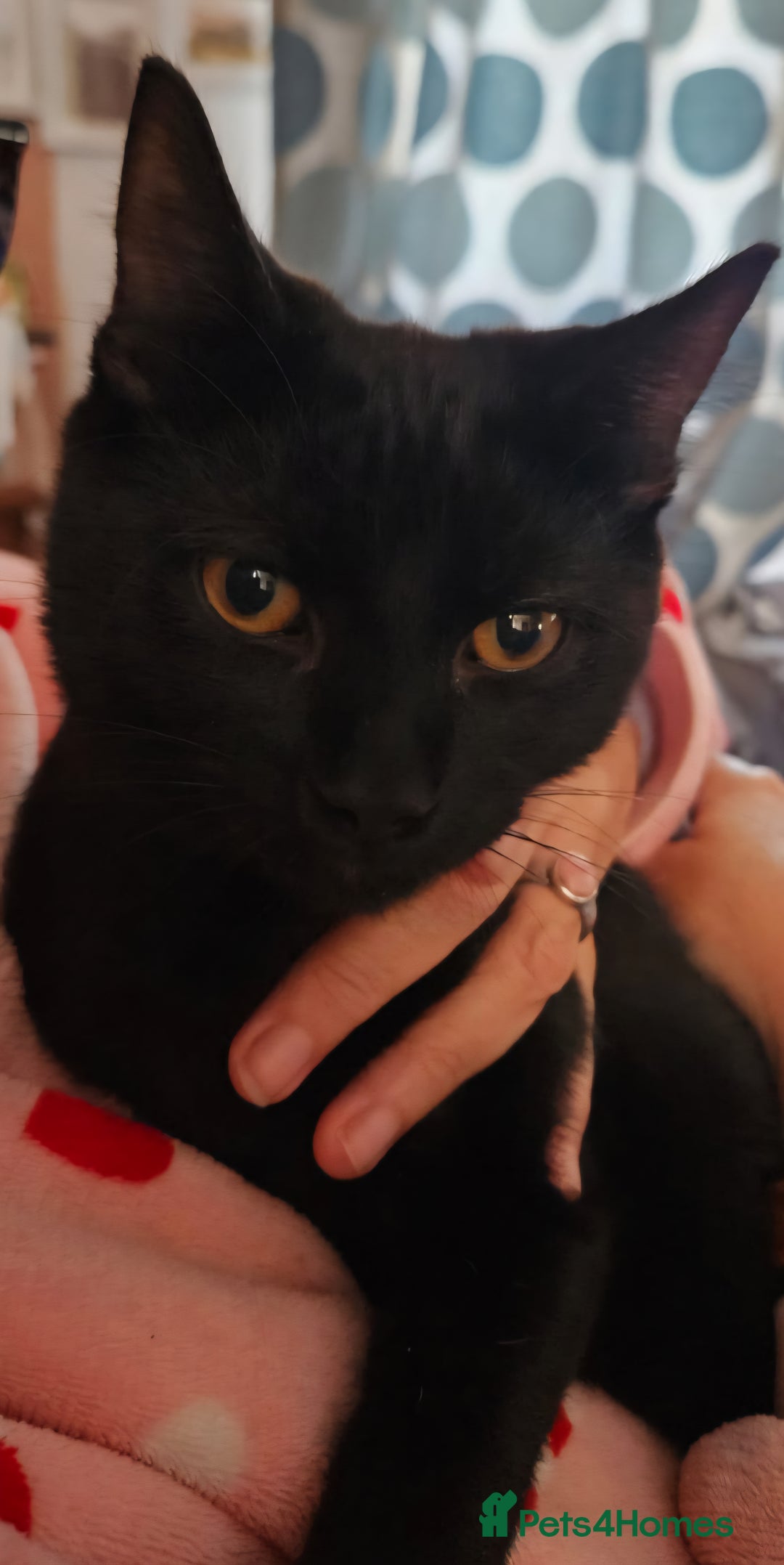 Mixed Breed cats for sale: Male and Female Kitten - Image 2