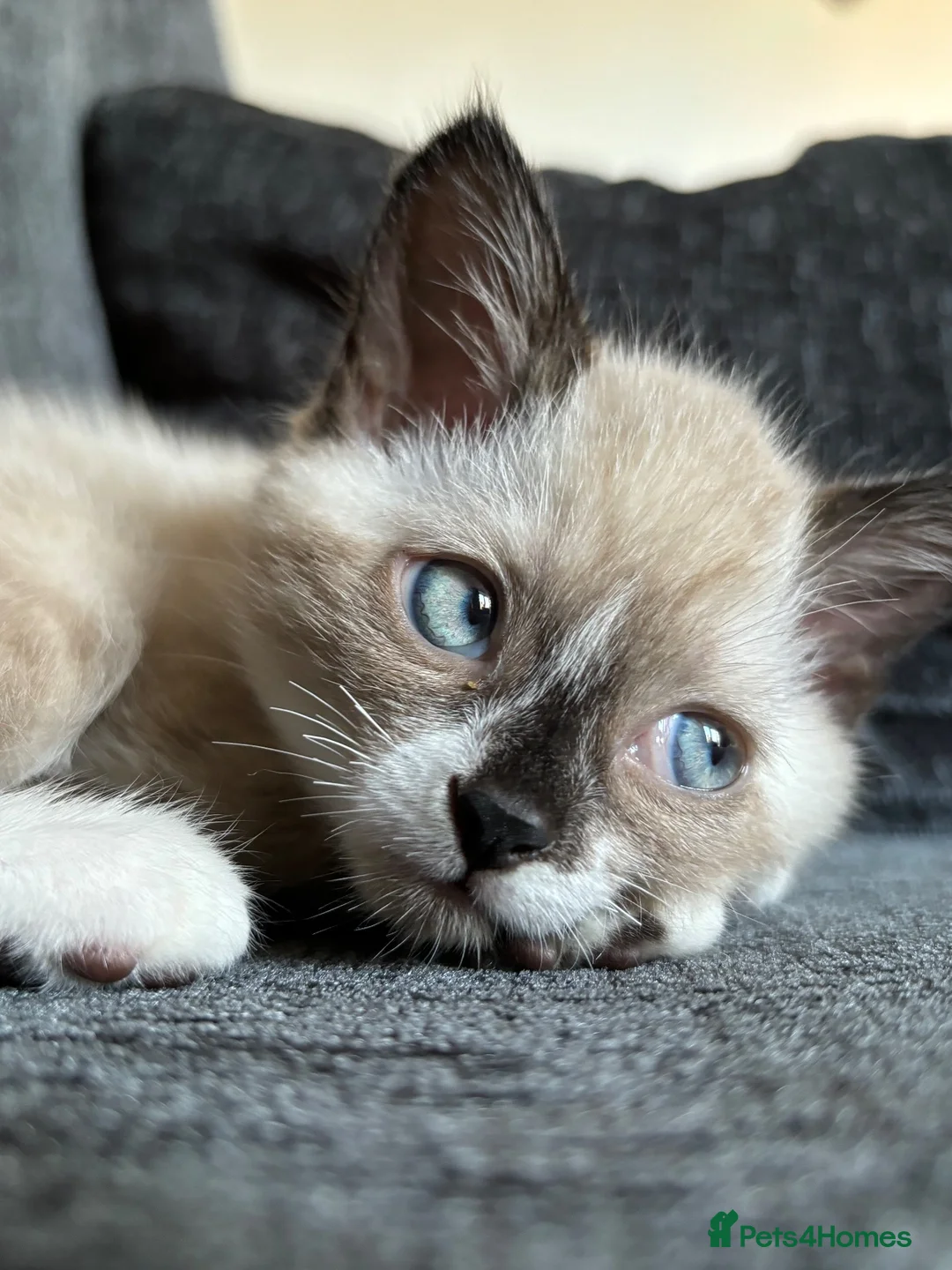 Mixed Breed cats for sale: Nancy, age 2  in Doncaster - Advert 10
