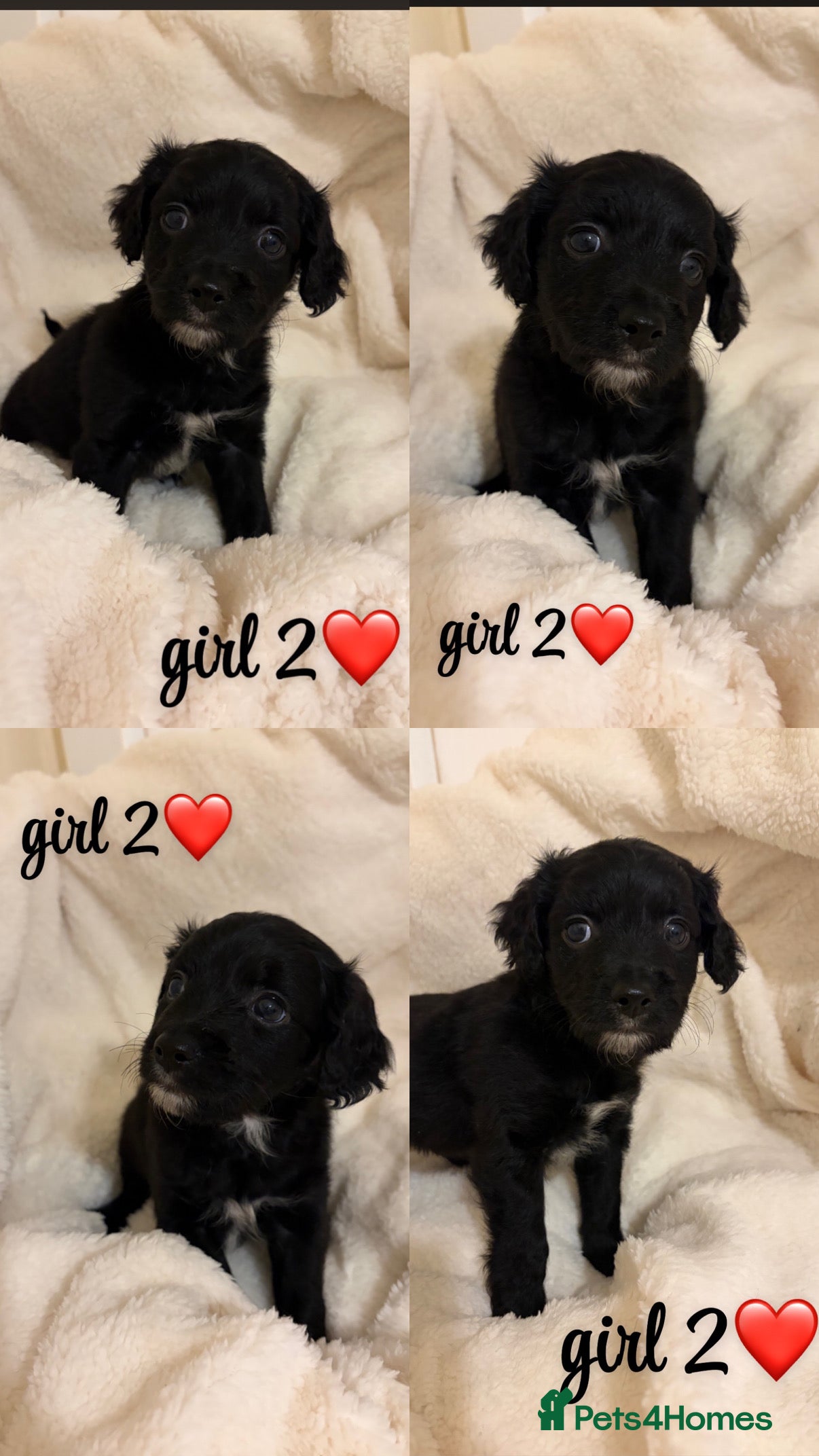 Mixed Breed dogs beautiful puppies for sale  - Advert 15