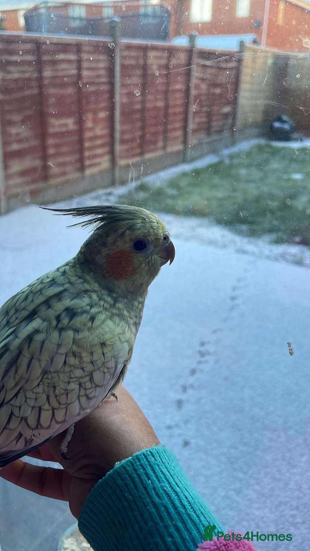 Cockatiels birds for sale: Handtame Cockatiel Daughter for Loving Home - Advert 10