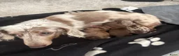 Miniature Dachshund dogs for sale: 🐾 MINIATURE LONG HAIRED DACHSHUND PUPPIES 🐾 - Advert 3