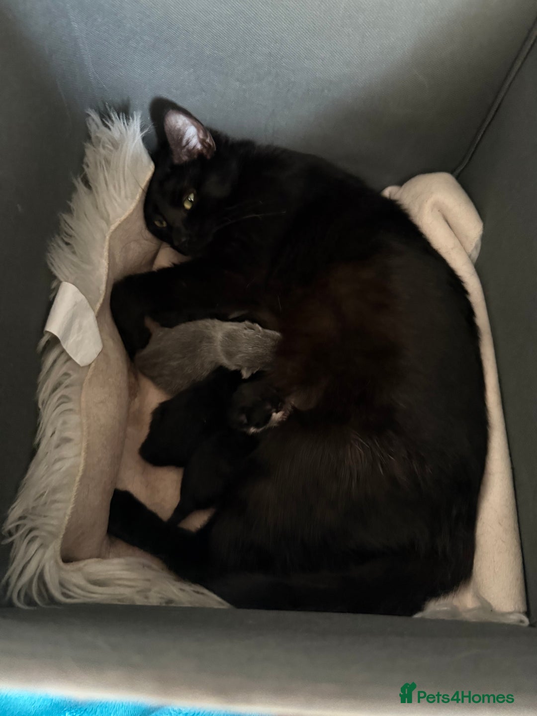 Domestic Shorthair cats for sale: 2x Tuxedo kittens  - Image 4