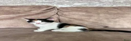 Mixed Breed cats for sale: Beautiful playful kittens - Advert 6