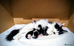 Maine Coon cats for sale: 🐾 Giant GCCF Maine Coon Kitties Champion Lines - Image 16