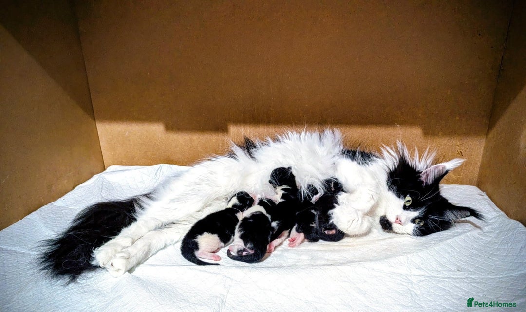 Maine Coon cats for sale: 🐾 Giant GCCF Maine Coon Kitties Champion Lines - Image 16