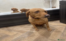 Labrador Retriever dogs for sale: Beautiful kc reg Labrador pups - Image 10