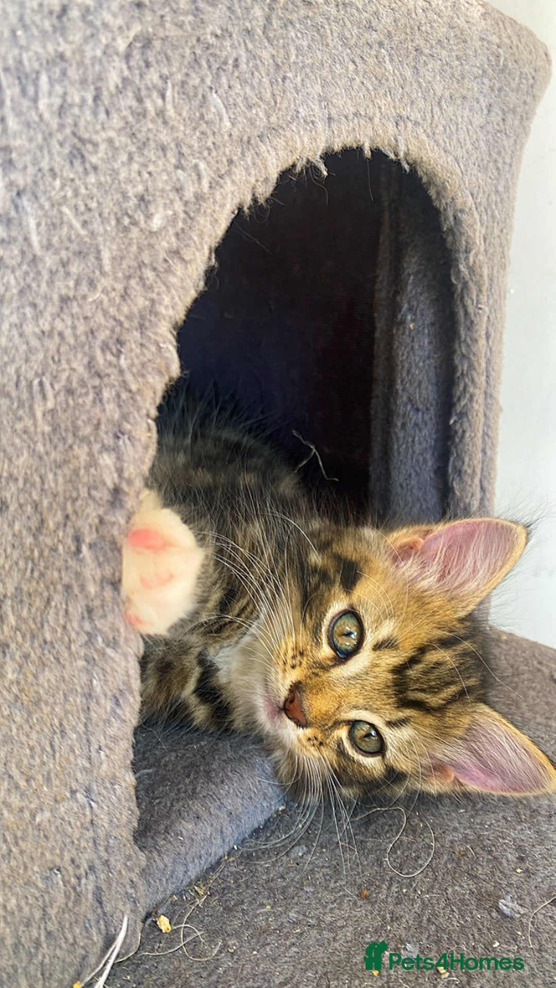 Mixed Breed cats for sale: Adorable kittens looking for their forever home 🐾 - Image 12
