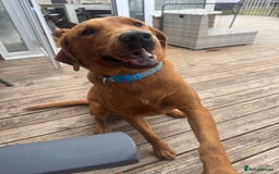 Labrador Retriever dogs for sale: KC REGISTERED FOX RED LABRADOR PUPPYS DUE SOON  - Image 11