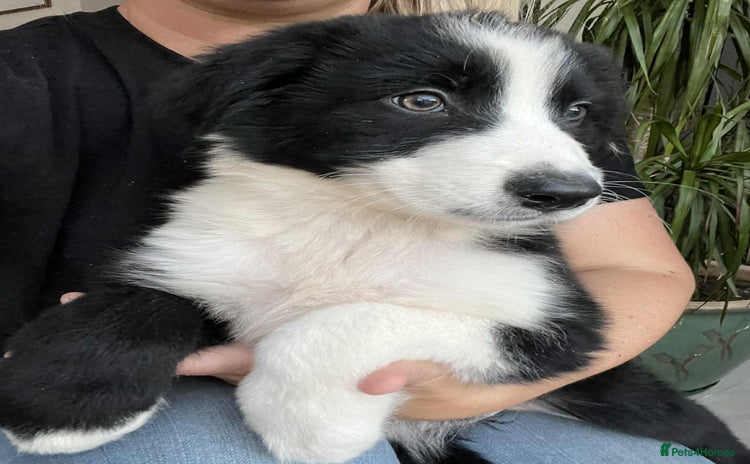 Bernese Mountain Dog dogs - Advert 2