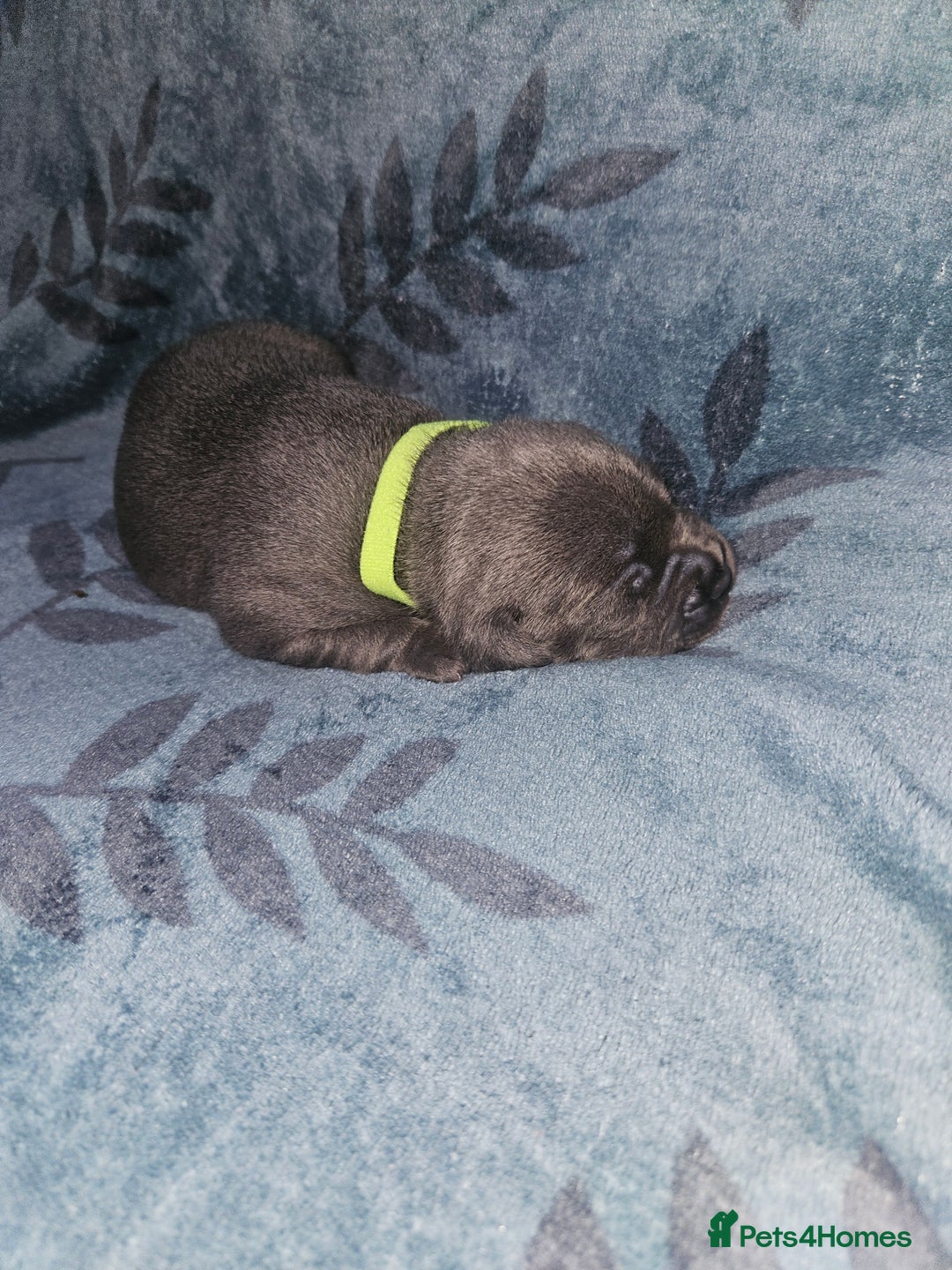 Staffordshire Bull Terrier dogs for sale: KC KING FURY X KASSIUS DAUGHTER PUPS  - Advert 13