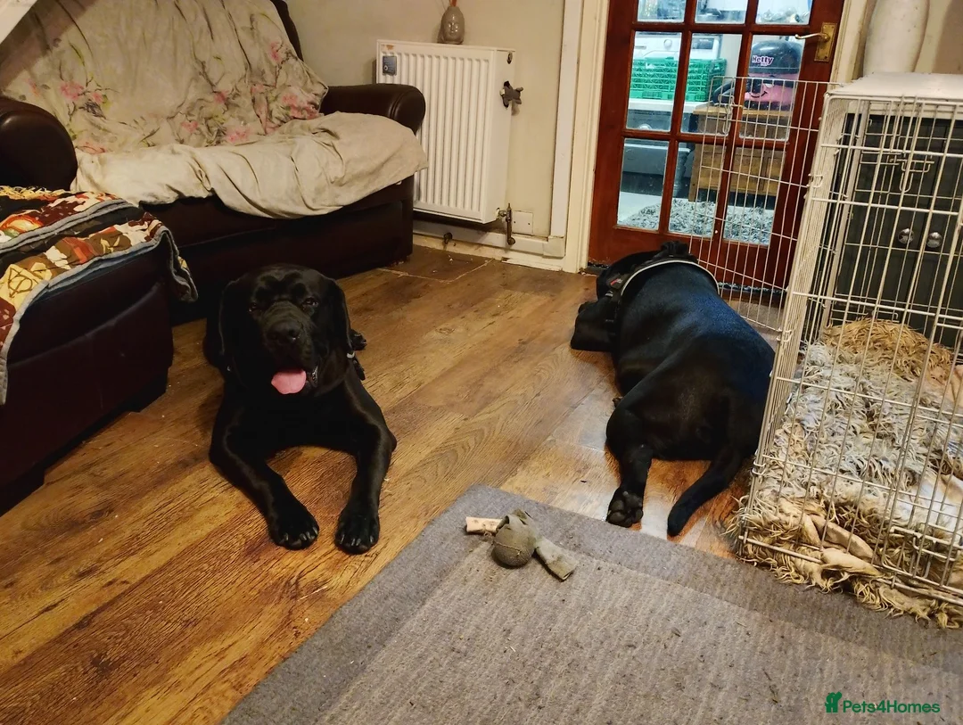 Cane Corso dogs for sale: Cane Corso  in Leicester - Advert 1