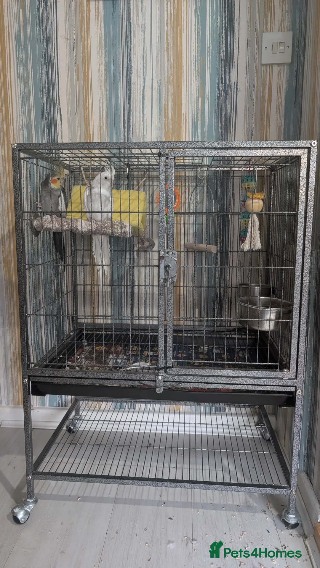 Cockatiels birds for sale: Two cocktails for sale  in Stockton-on-Tees - Advert 1