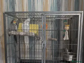 Cockatiels birds Two cocktails for sale - Advert 1