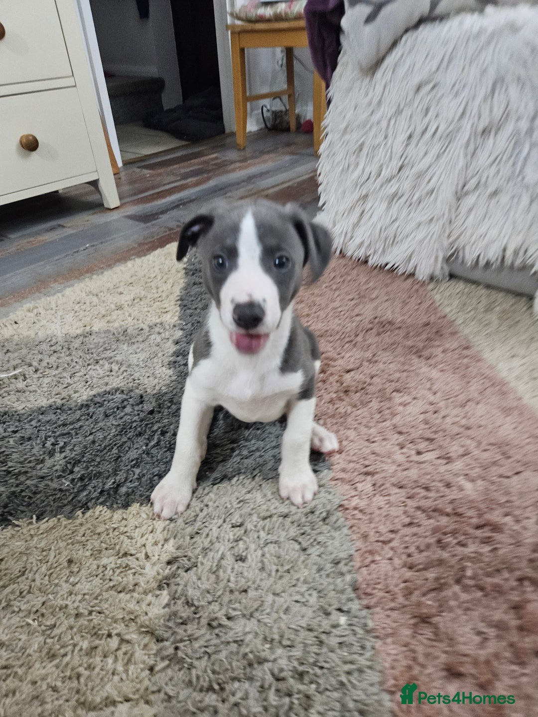 Whippet dogs for sale: KENNEL CLUB WHIPPETS  - Advert 21