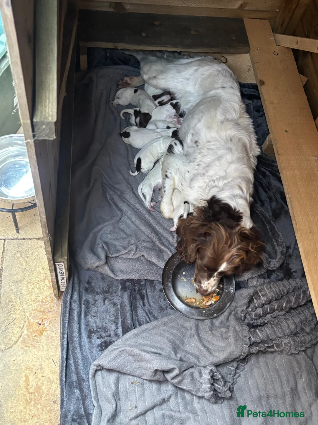 English Springer Spaniel dogs for sale: Miggers  - Advert 12