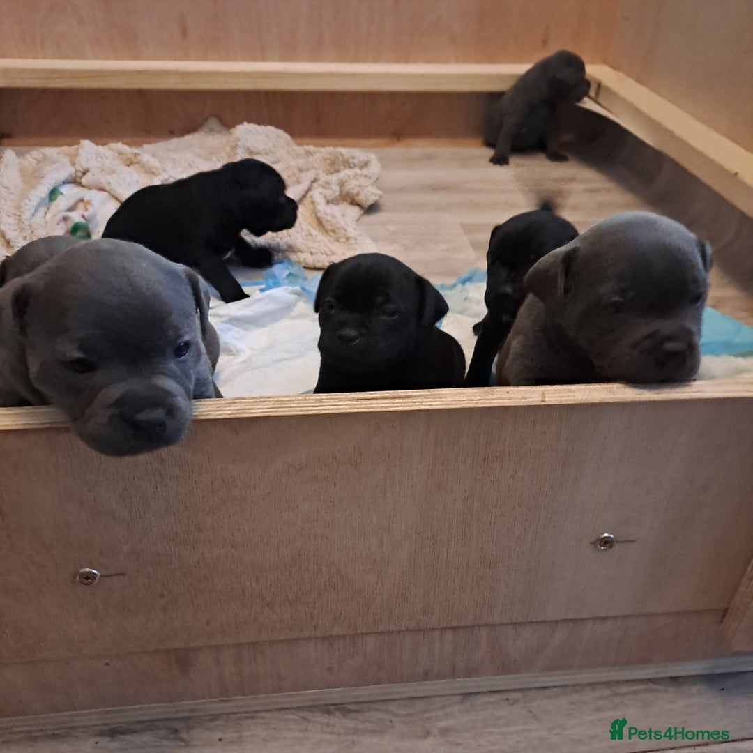 Staffordshire Bull Terrier dogs for sale: Chunky Staffy puppies excellent bloodline - Image 14