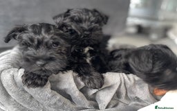 Miniature Schnauzer dogs for sale: KC Pedigree Mini Schnauzer - Image 12