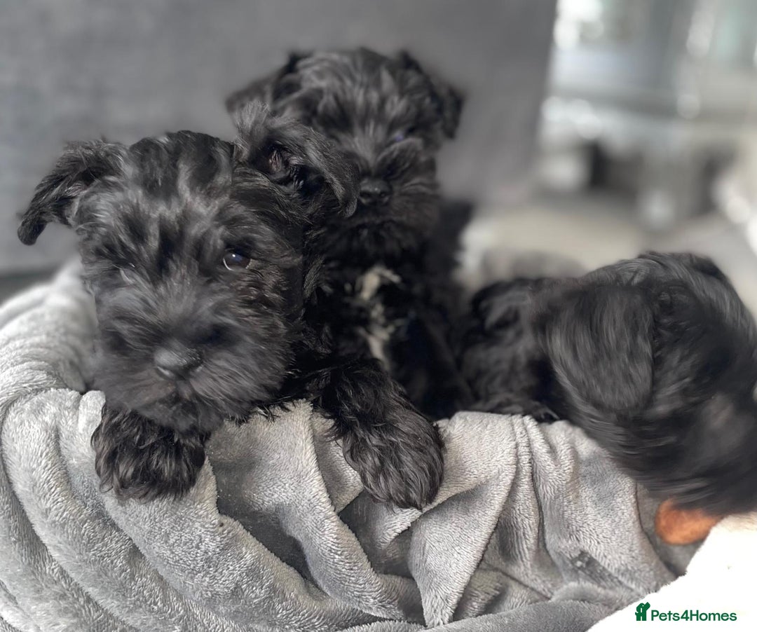 Miniature Schnauzer dogs for sale: KC Pedigree Mini Schnauzer - Image 12