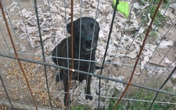 Belgian Shepherd Dog dogs for sale: Belgium mali x Dutch herder  puppies - Image 2