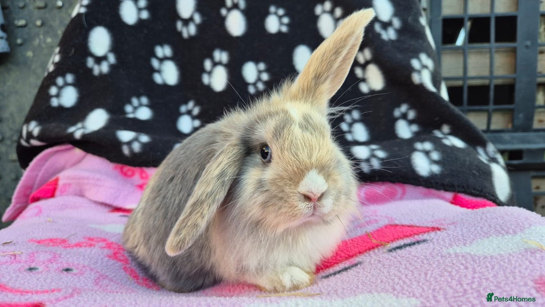 Mini Lion Lop rabbits for sale: Mini lion lops - Image 3
