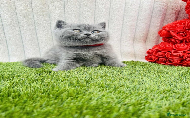 British Shorthair cats - Advert 16