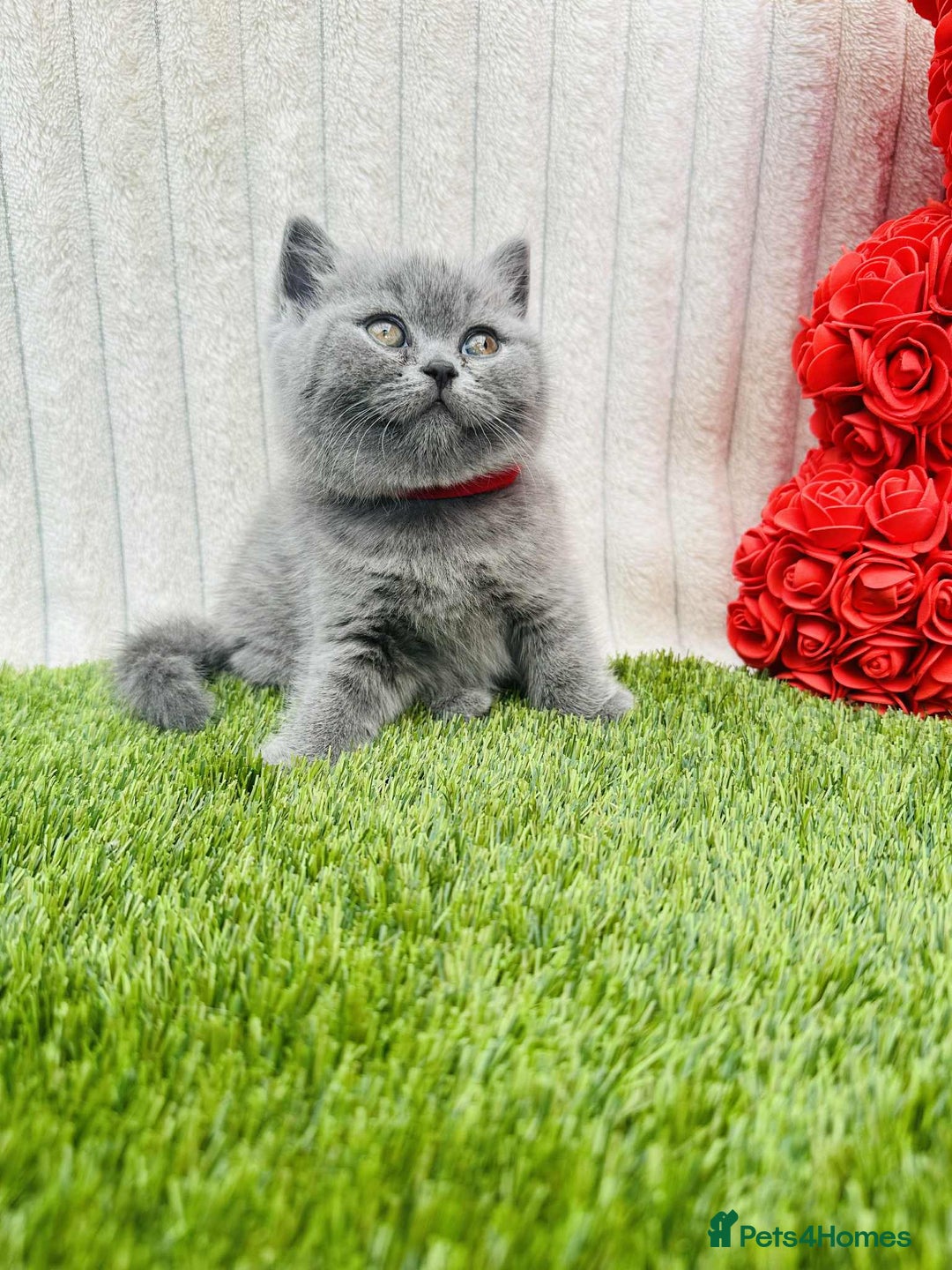 British Shorthair cats for sale: ONLY 1 BOY LEFT -BSH Blue Kittens - Image 4