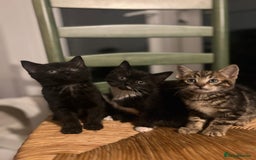 Bengal cats for sale: Bengal Mix Ready!!- 4/6 left! - Image 12