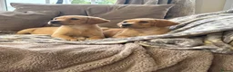 Labrador Retriever dogs for sale:  Labrador puppies  - Advert 1