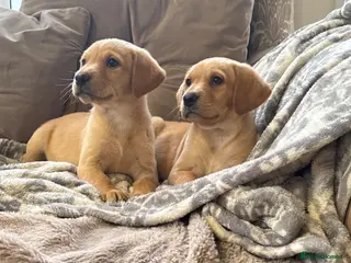 Labrador Retriever dogs Labrador puppies - Advert 12
