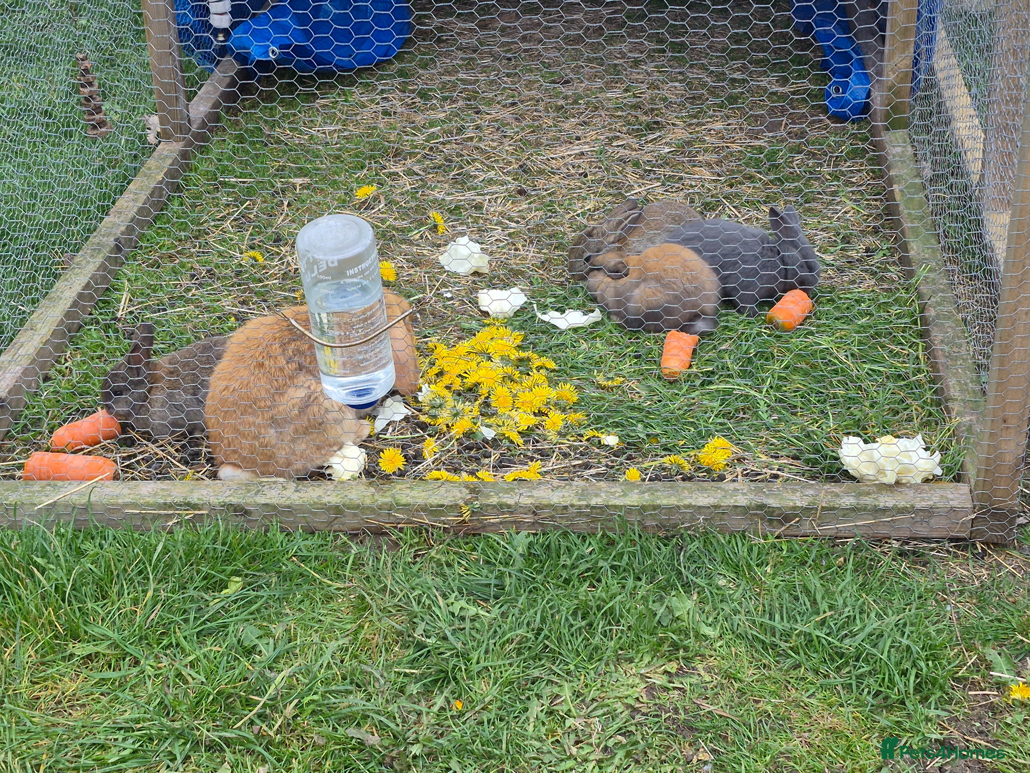 Mixed Breed rabbits Baby rabbits  - Advert 13