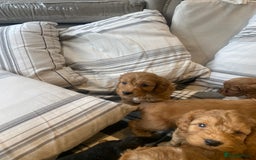 Mixed Breed dogs for sale: F1B Cockapoo puppies - Image 9